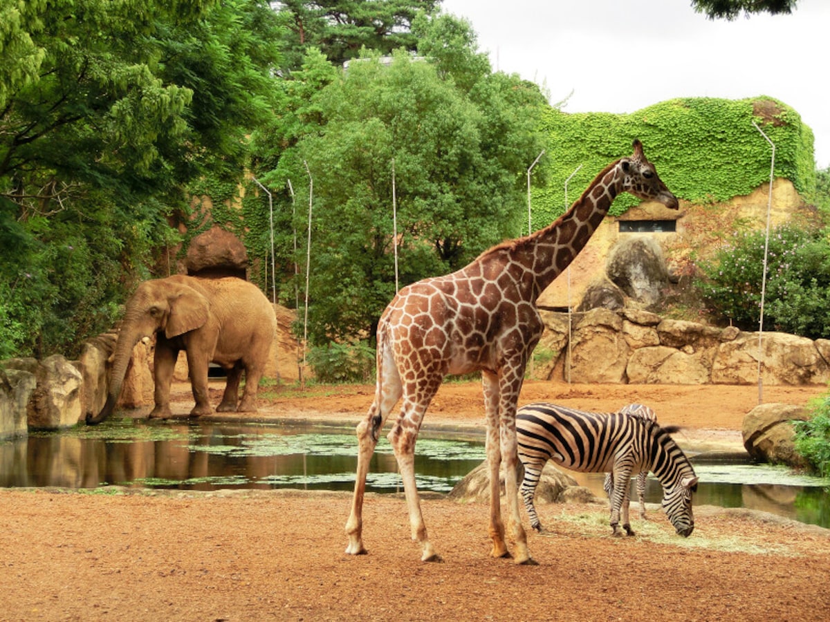 八木山動物公園 フジサキの杜