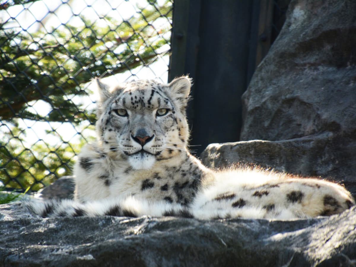 秋田市大森山動物園 あきぎんオモリンの森