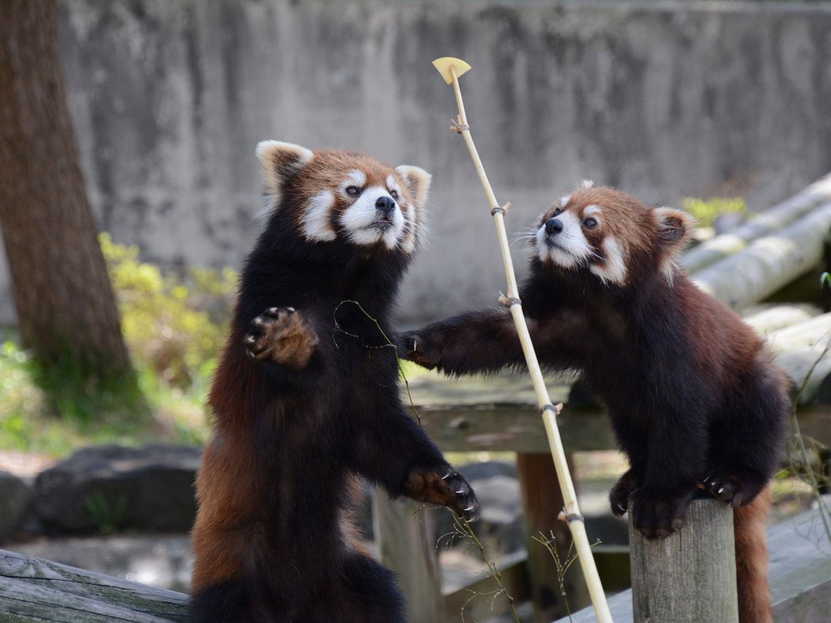 秋田市大森山動物園 あきぎんオモリンの森