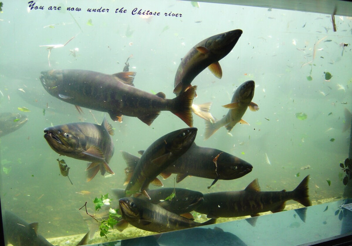サケのふるさと 千歳水族館