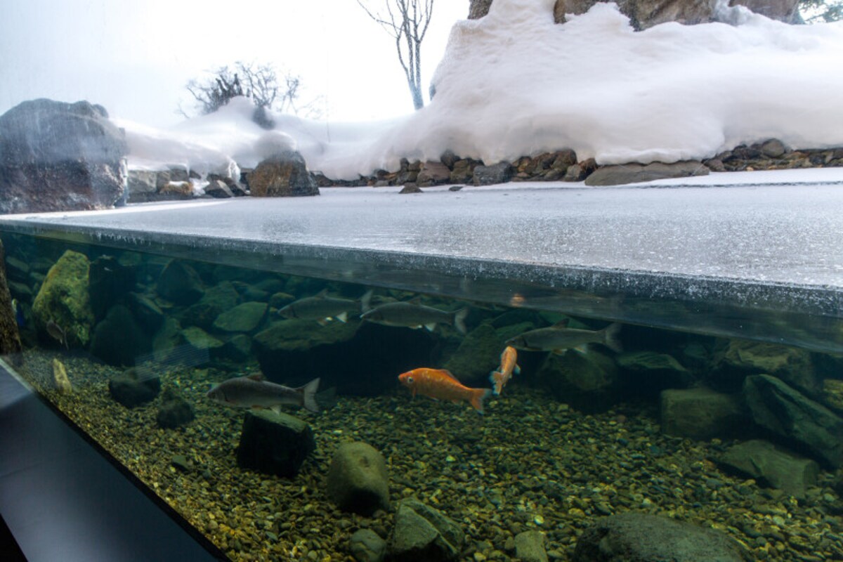 北の大地水族館 山の水族館