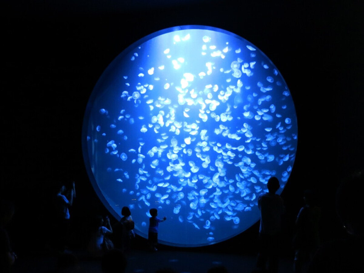 鶴岡市立加茂水族館