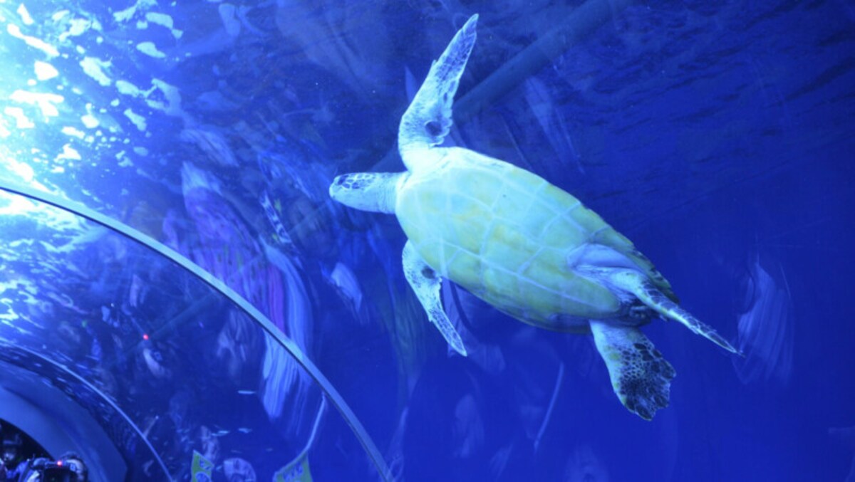 久慈地下水族科学館 もぐらんぴあ