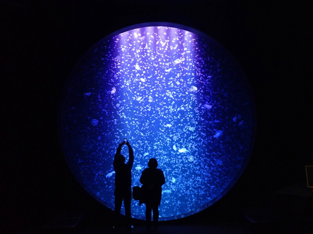 鶴岡市立加茂水族館