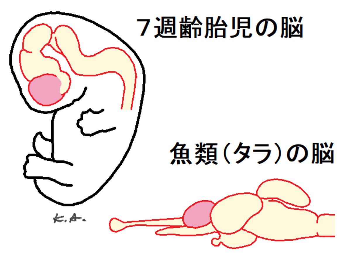 胎児,７週齢,脳,魚類