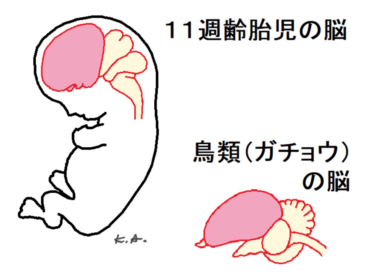 胎児,11週齢,脳,鳥類