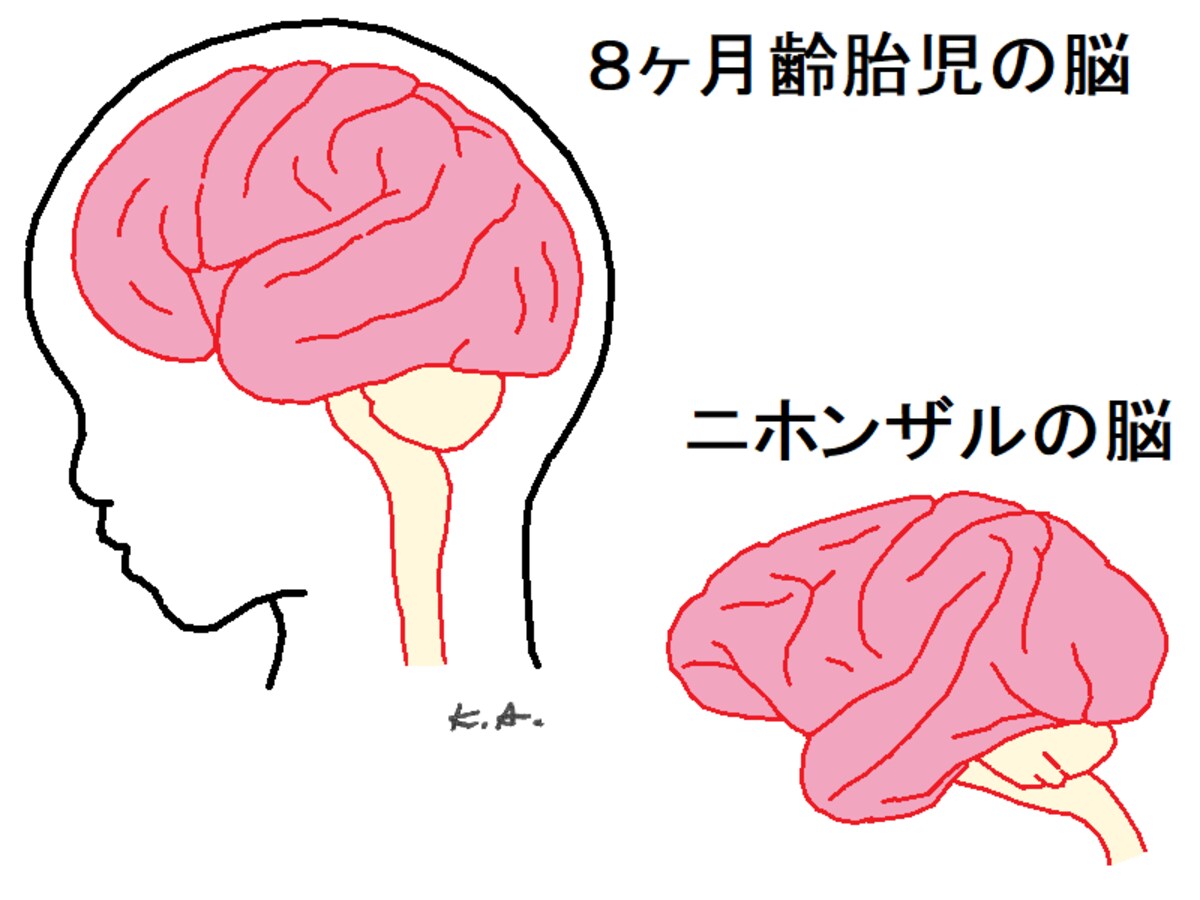 胎児,８ヶ月,脳,サル