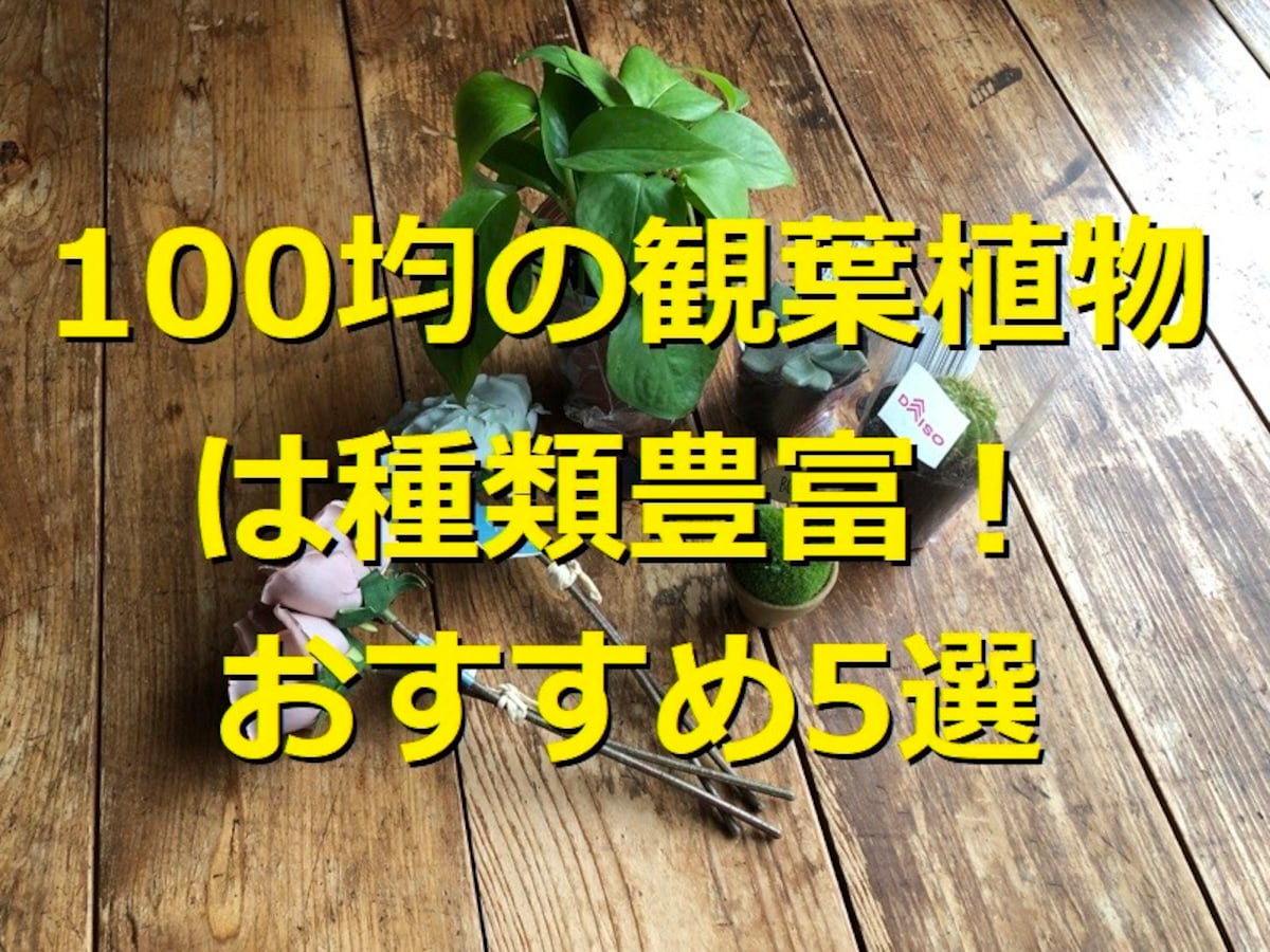 100均で観葉植物買うならダイソー！おすすめランキング1位は「ポトス」サボテンもカワイイ♪セリア、キャンドゥにもある？