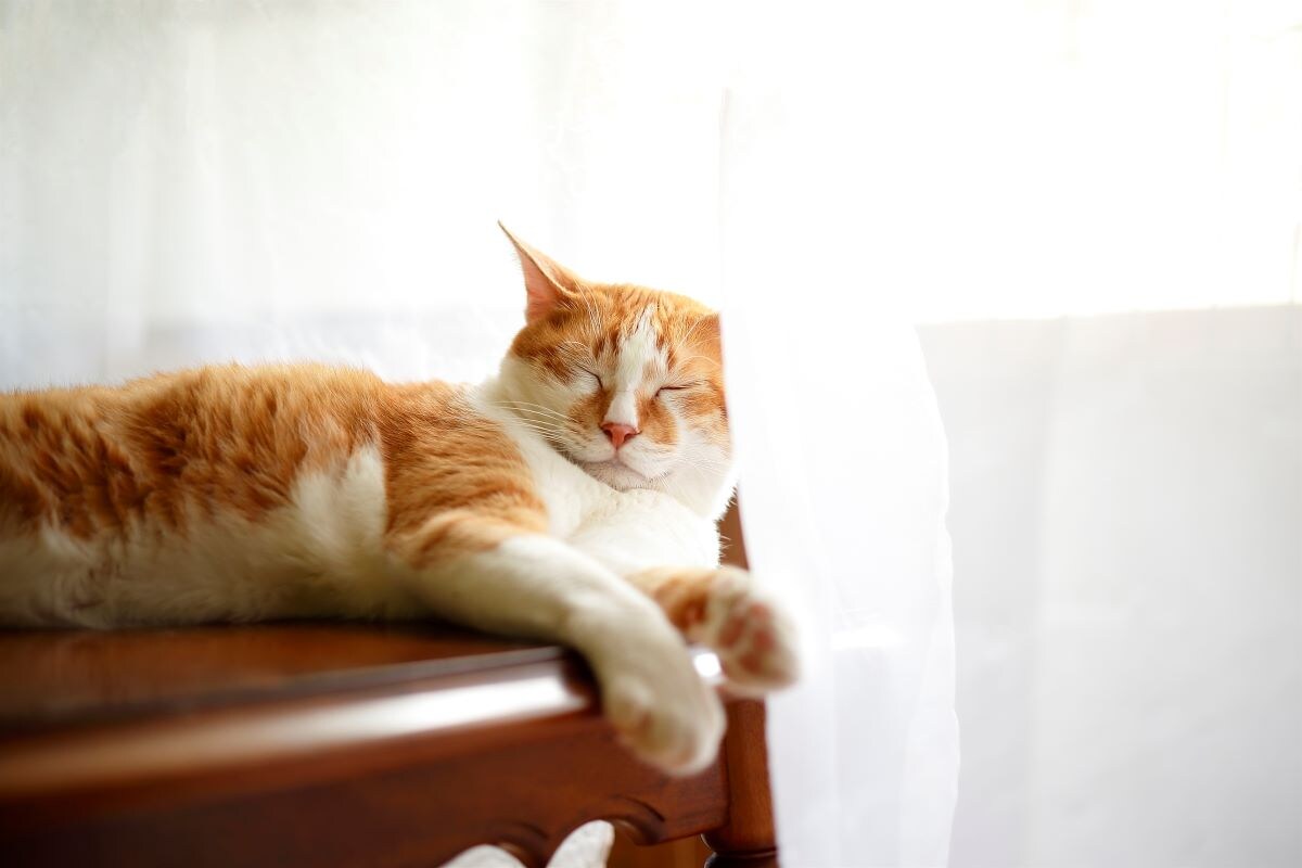高齢猫の日々の健康チェックって？