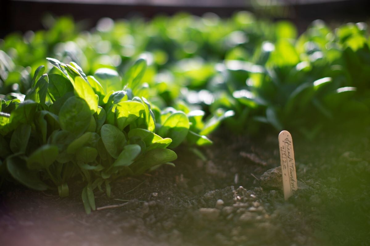 初心者向けの7月植えにおすすめの野菜って？