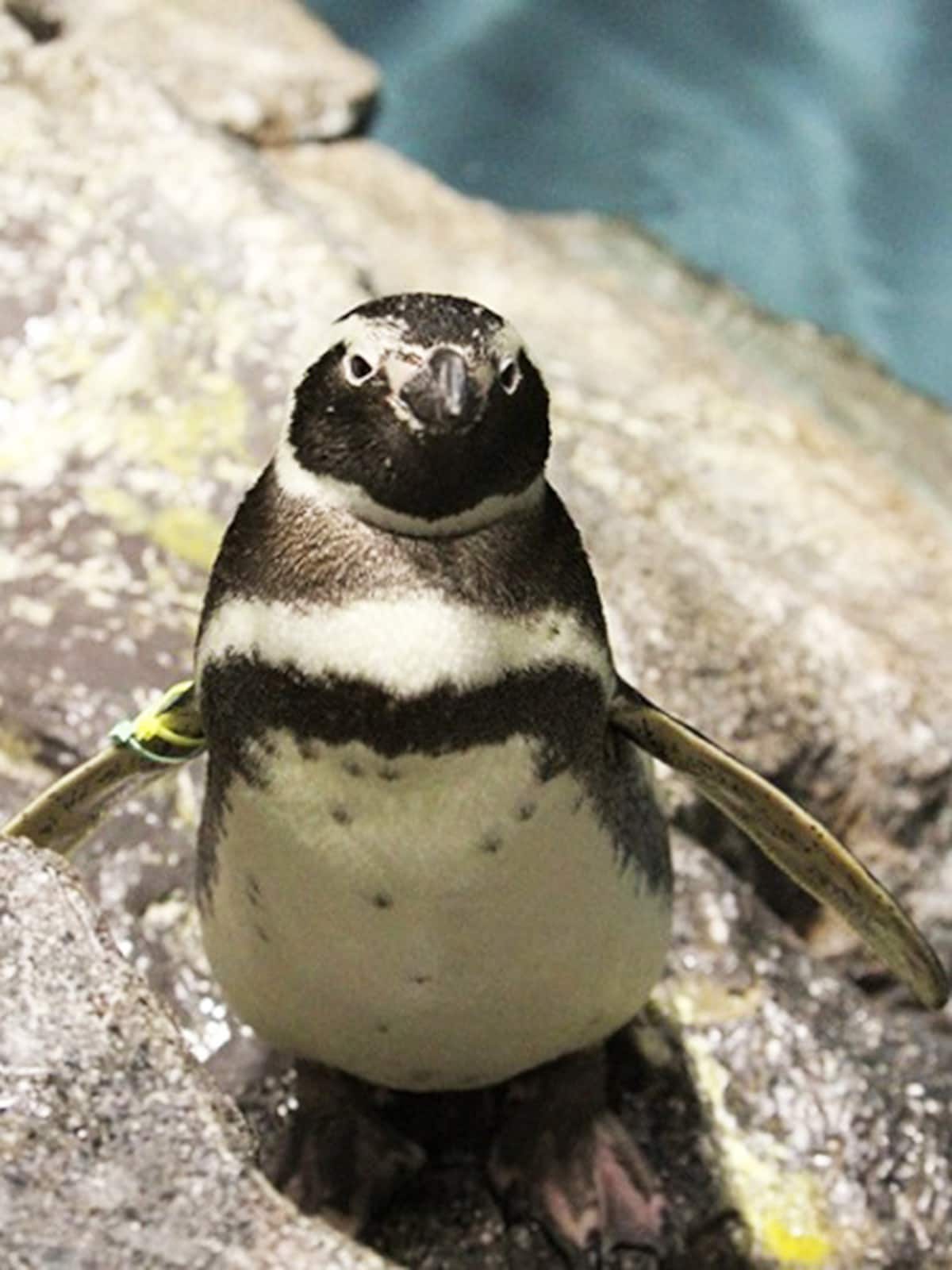 すみだ水族館