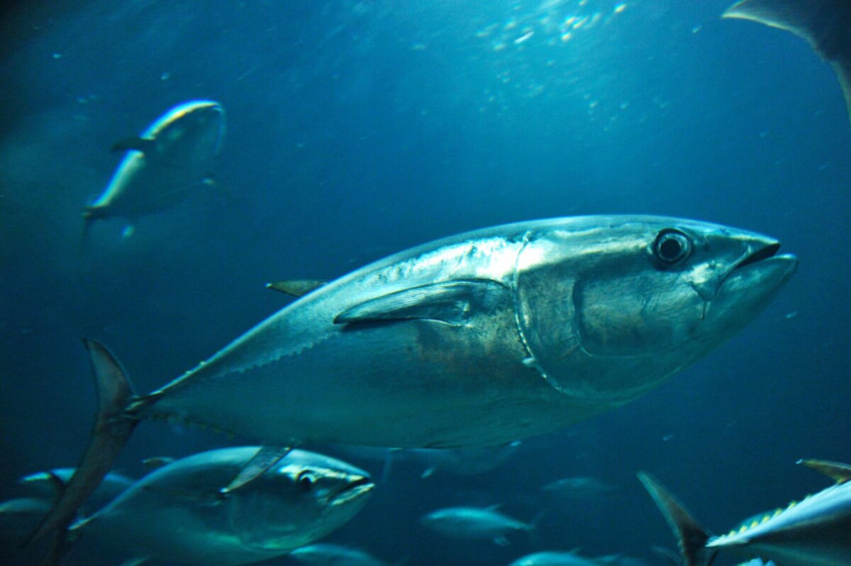 葛西臨海水族園