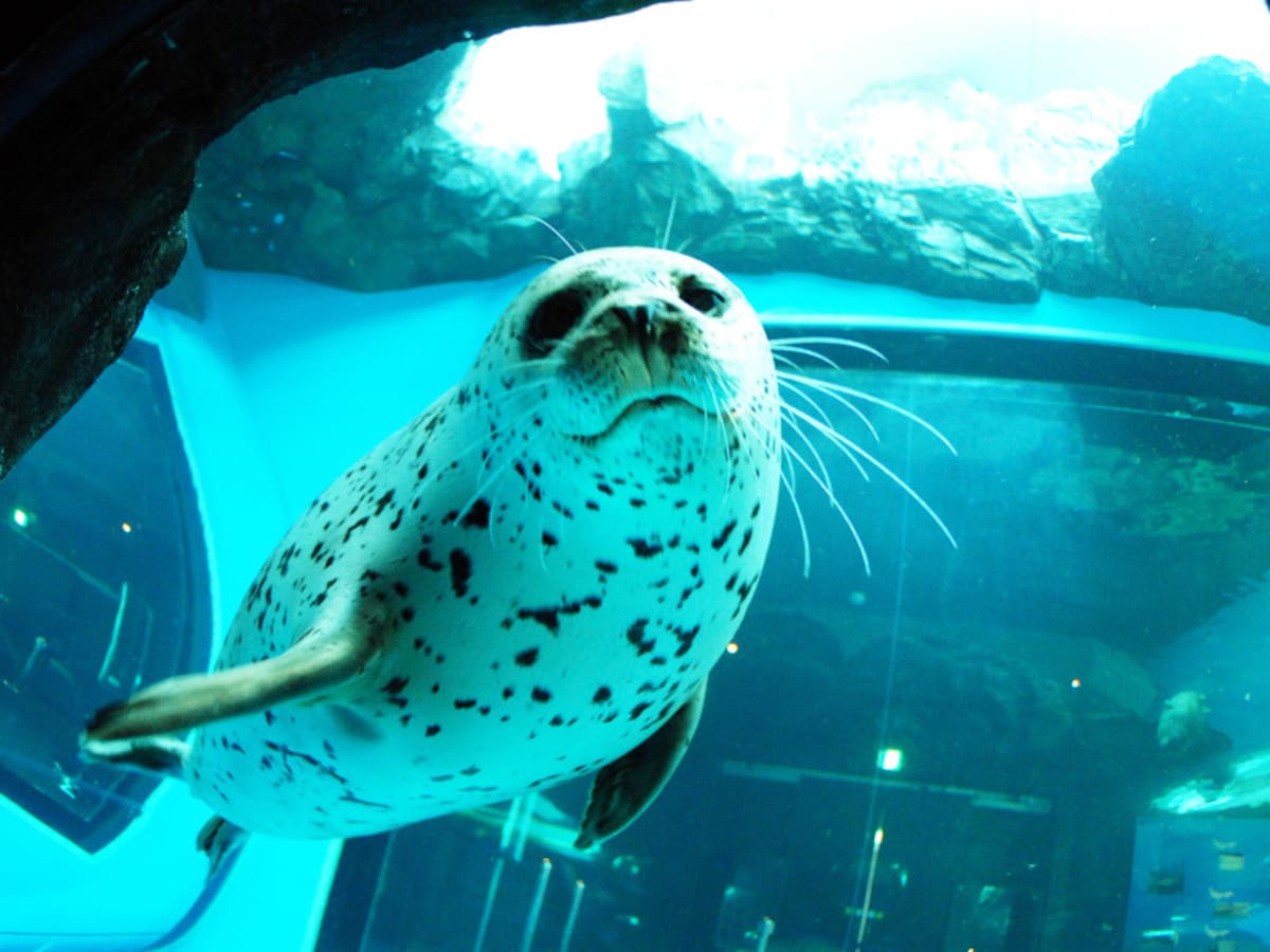 しながわ水族館