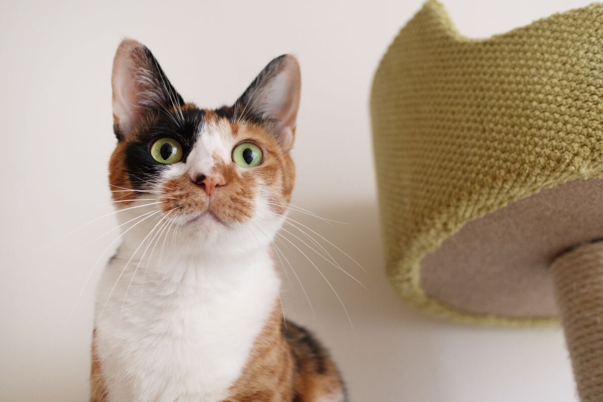 猫に破られた障子の修理にかかるお金はいくら？