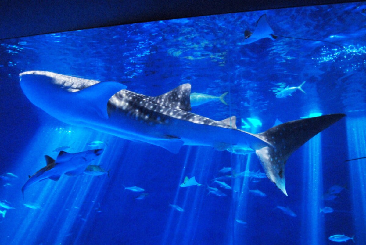 いおワールド かごしま水族館