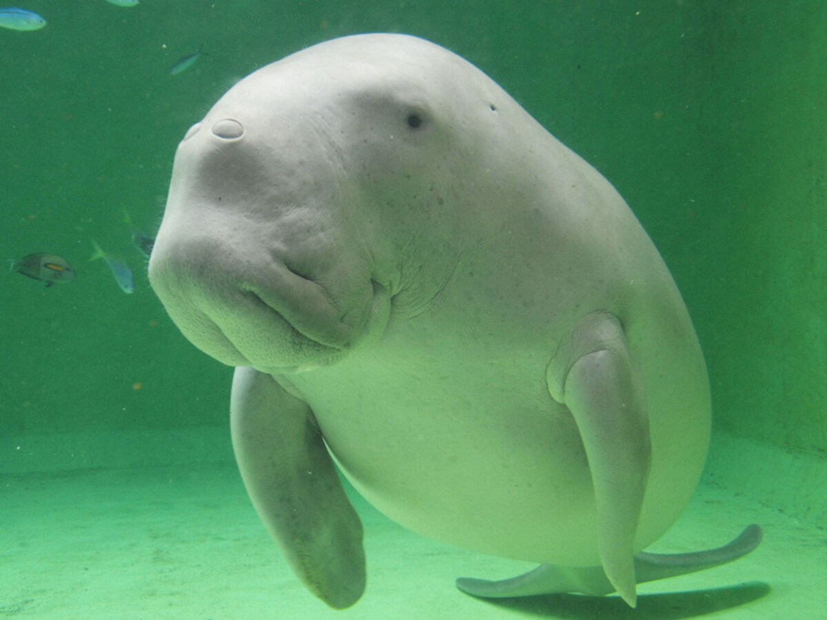 鳥羽水族館