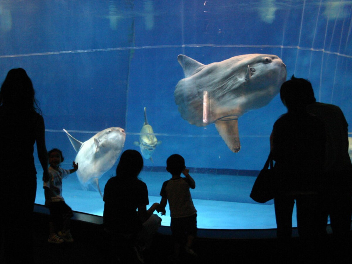 アクアワールド茨城県大洗水族館