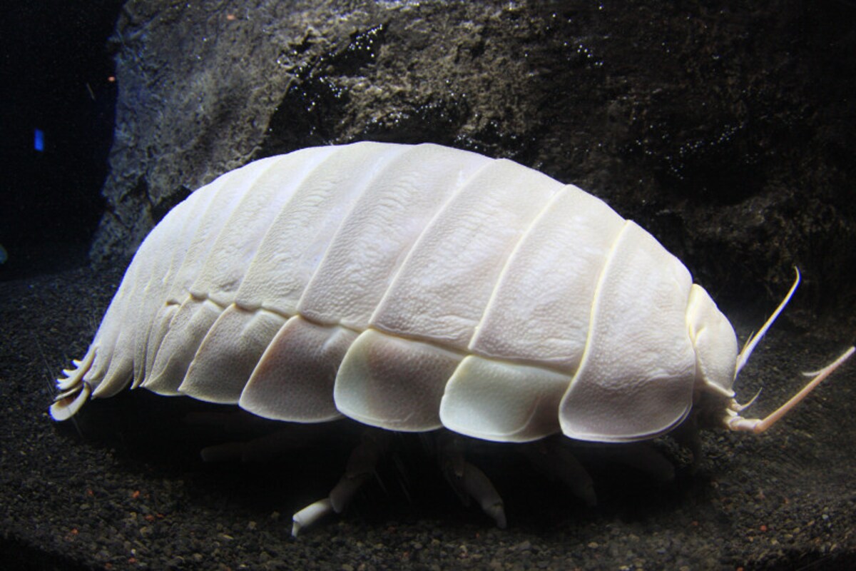 沼津深海水族館 シーラカンス・ミュージアム