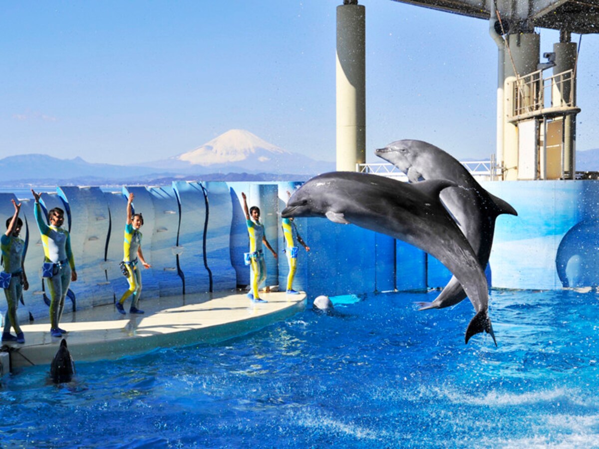 新江ノ島水族館
