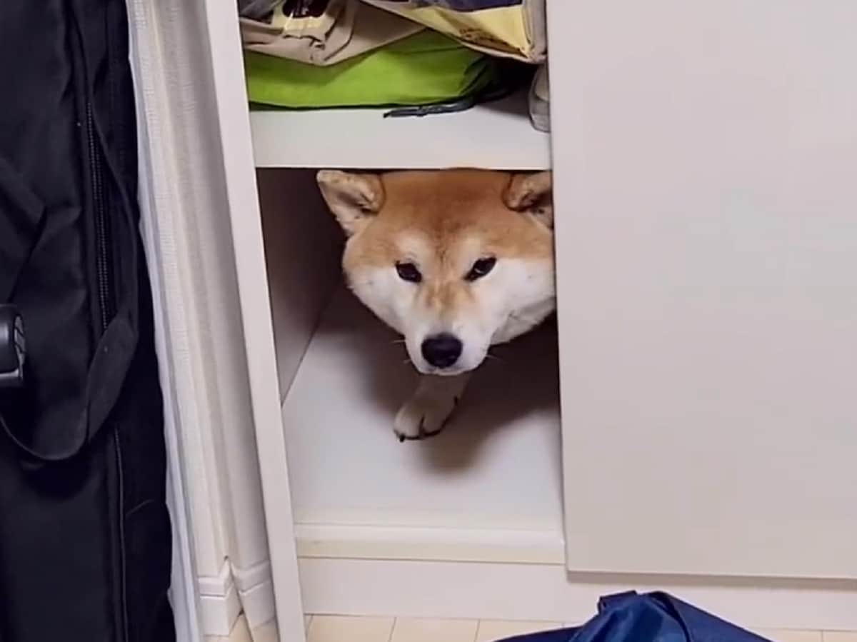 雷に怯えてクローゼットに隠れてしまった柴犬