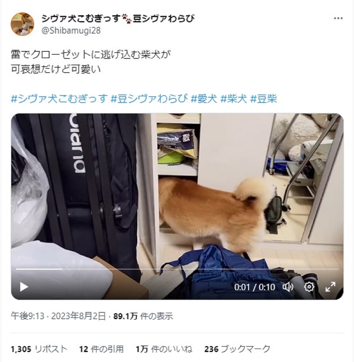 雷に怯えてクローゼットに隠れてしまったこむぎくん