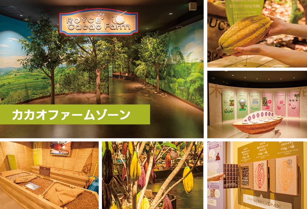 3階「カカオファームゾーン」