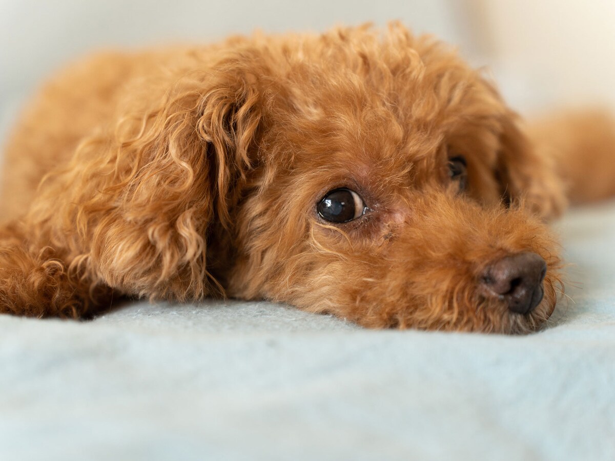 「犬系」もいろいろ？