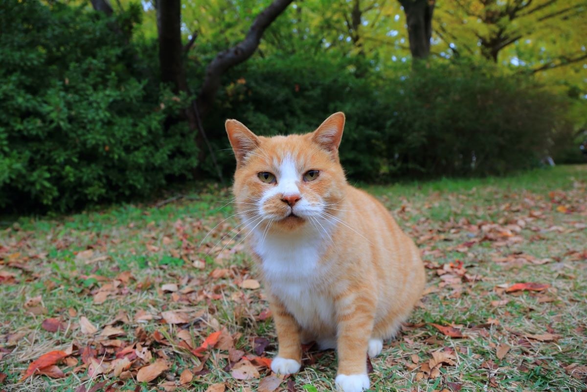 保護猫預かりボランティアにかかるお金って？