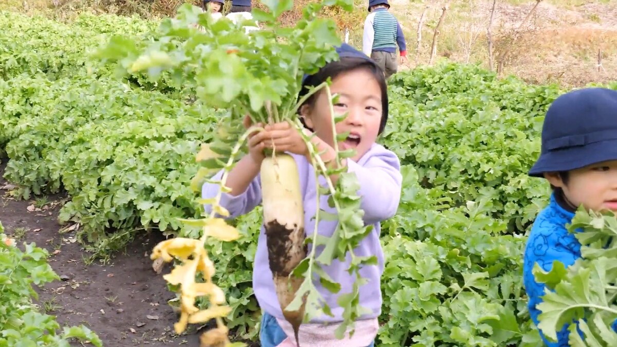 園の畑で育てた大根を収穫。©️風の谷幼稚園