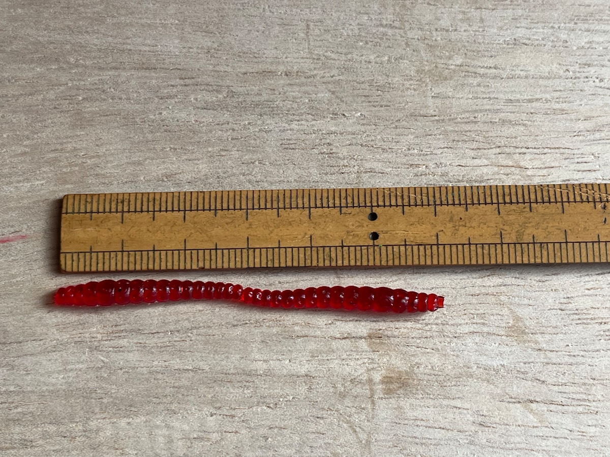 セリアの「ミルワーム」の長さは6cmほど