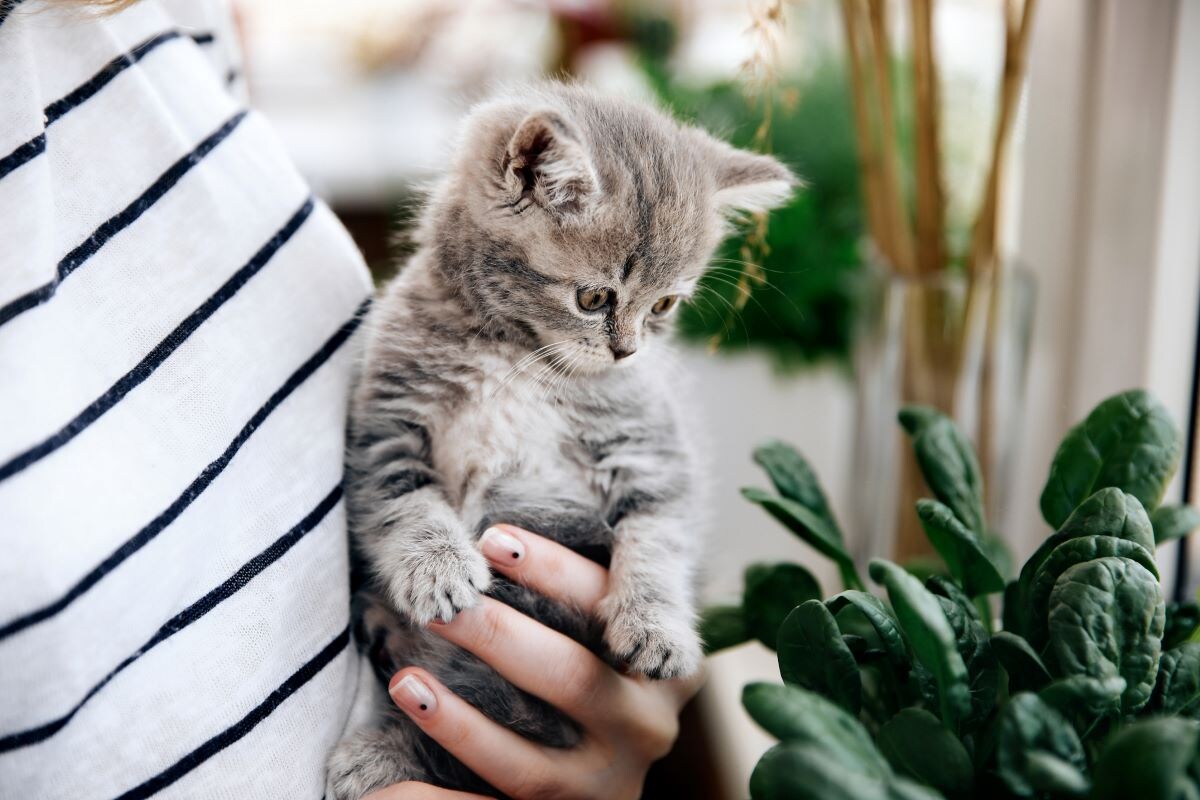 高齢で猫を飼っている人に「もしも」があったら？