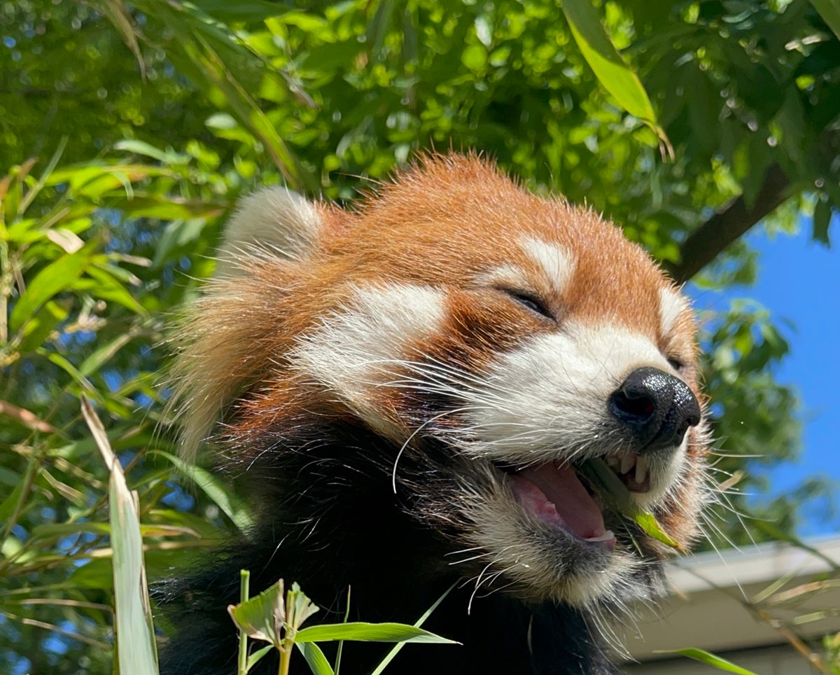 思わずにっこりの「ニーコ」