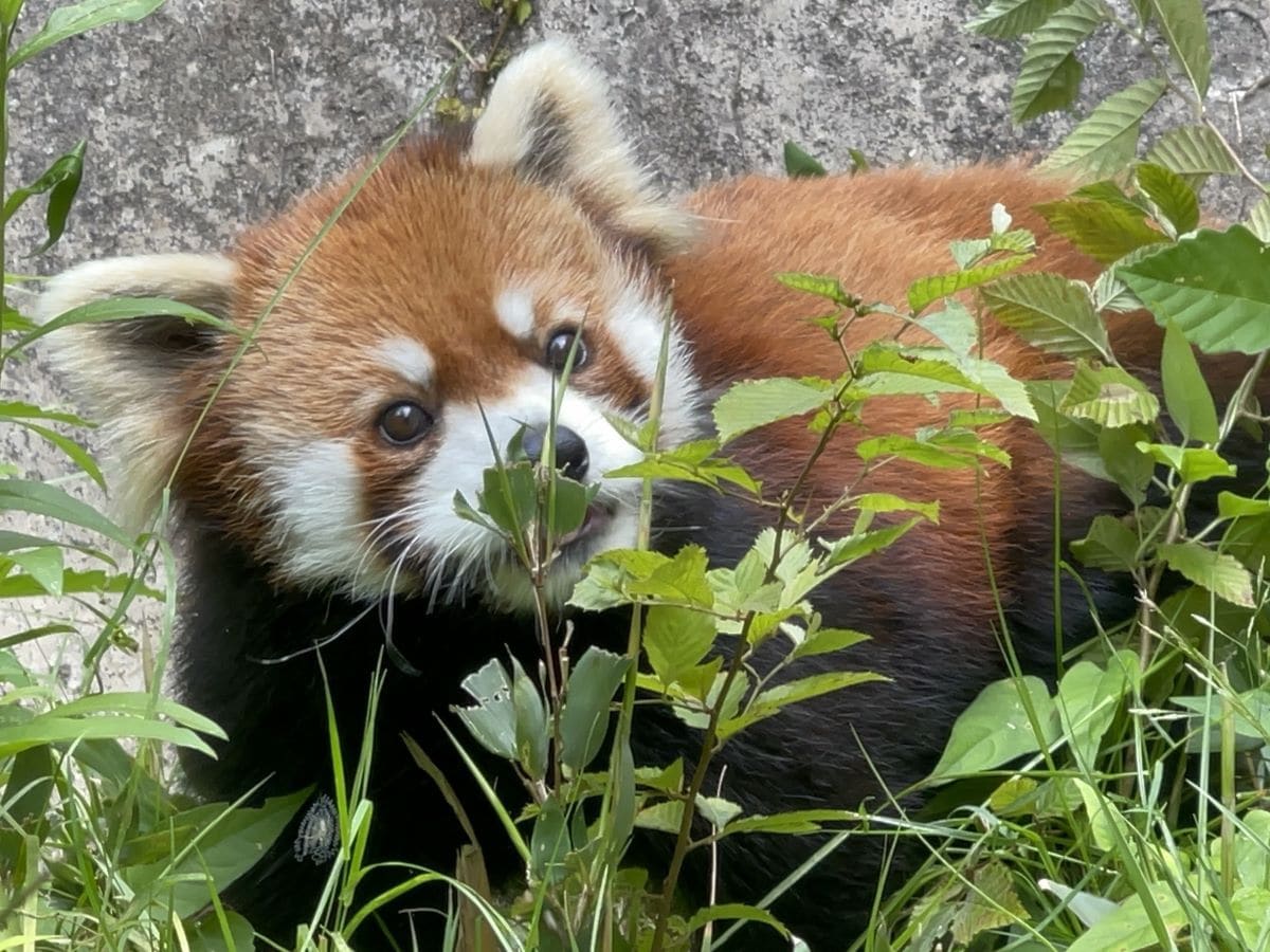 サラダバーでのミンファ
