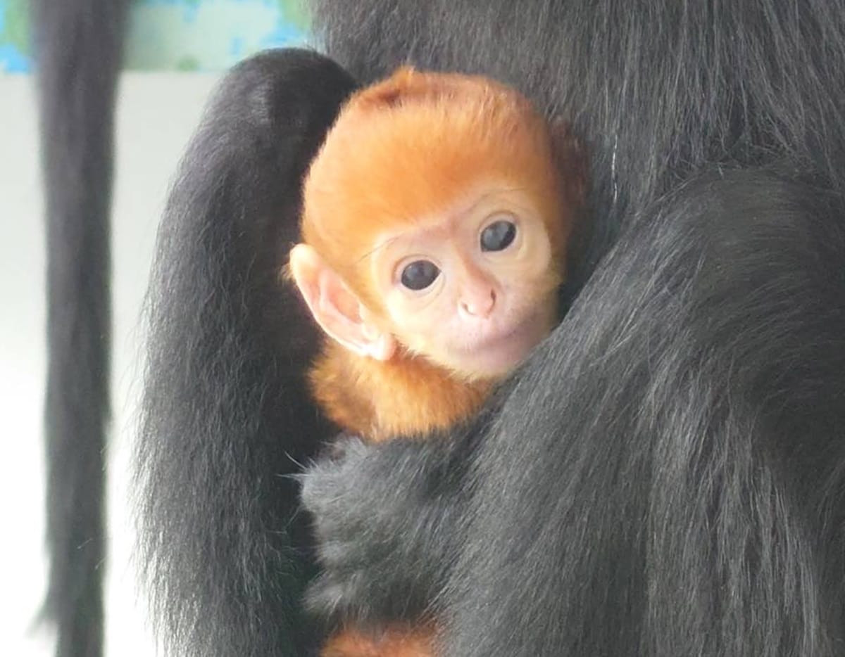 生まれたばかりの頃のフランソワルトン（サルの一種）のオスの赤ちゃん。