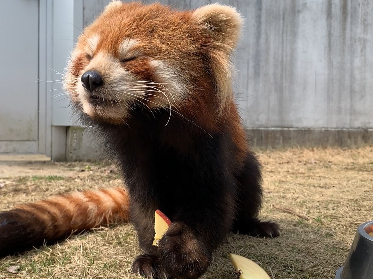 思わずにっこりの「ニーコ」