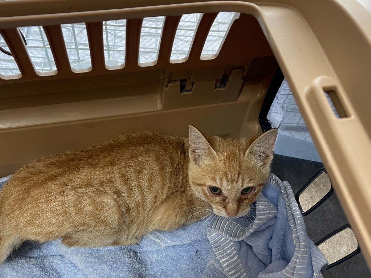 Ｗell beingでは、ほぼ毎日飼い主のない猫を保護しています。