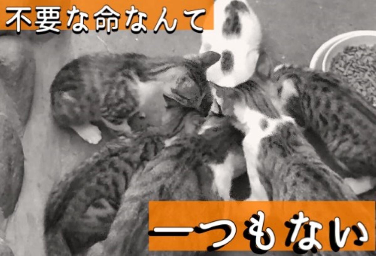 ふるさと納税のガバメントクラウドファンディングは「ふるさとチョイス」不幸な命を増やさない！猫も人も共生できる街づくり