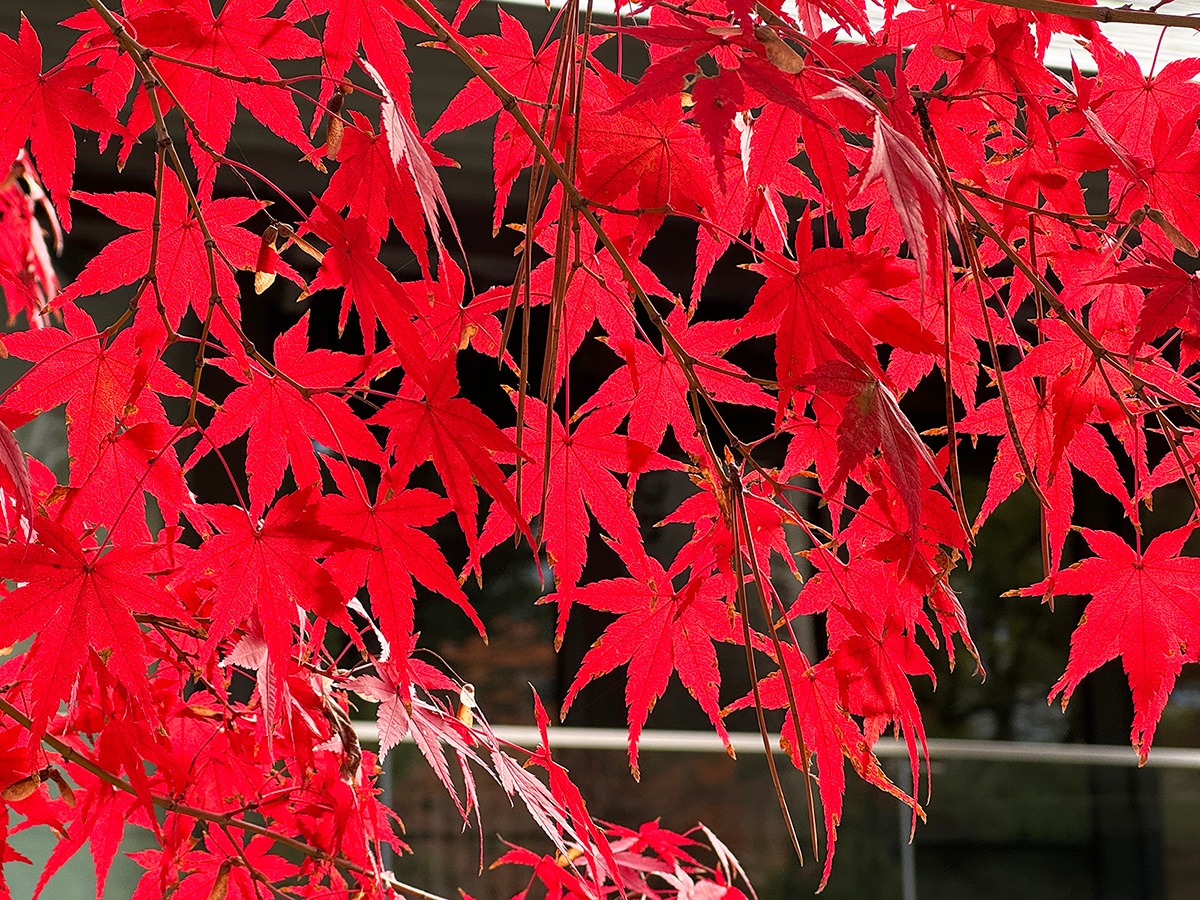 紅葉写真撮影