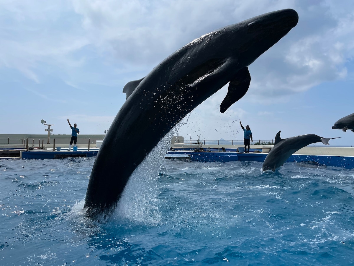 国営沖縄記念公園(海洋博公園):イルカラグーン
