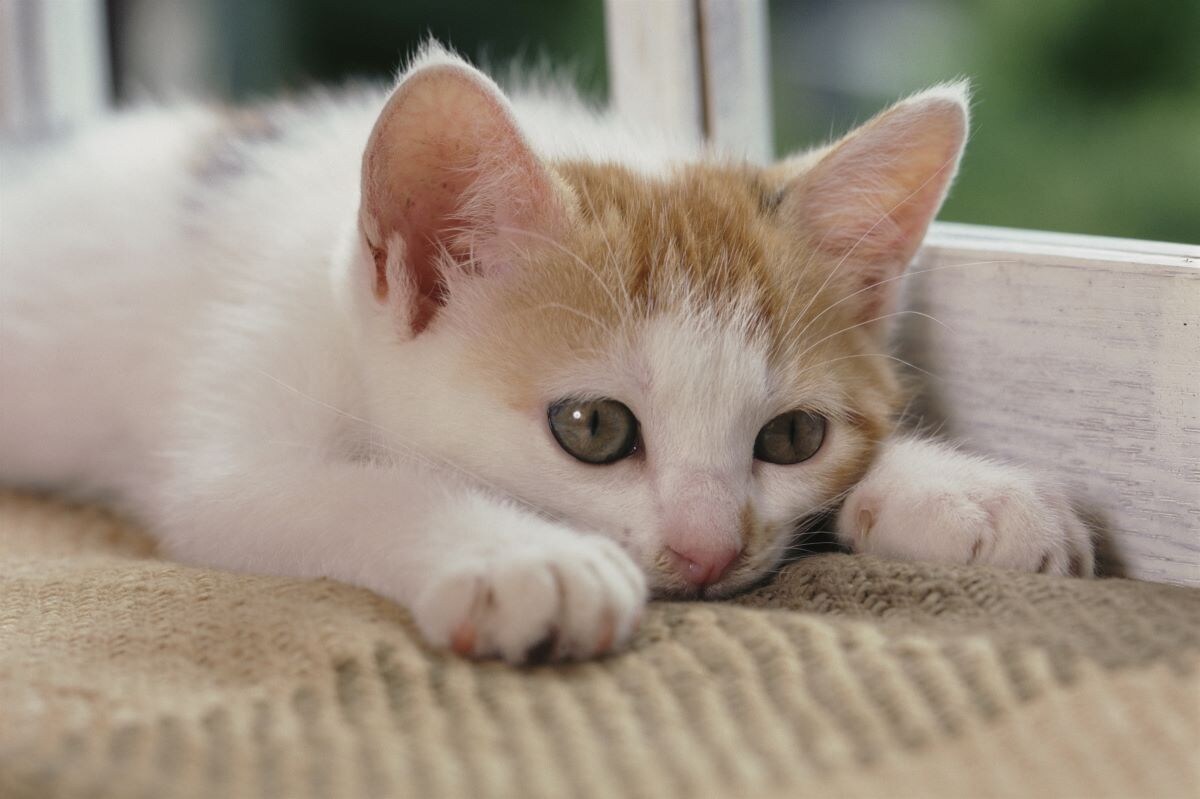 愛猫のお葬式にかかる費用はいくら？