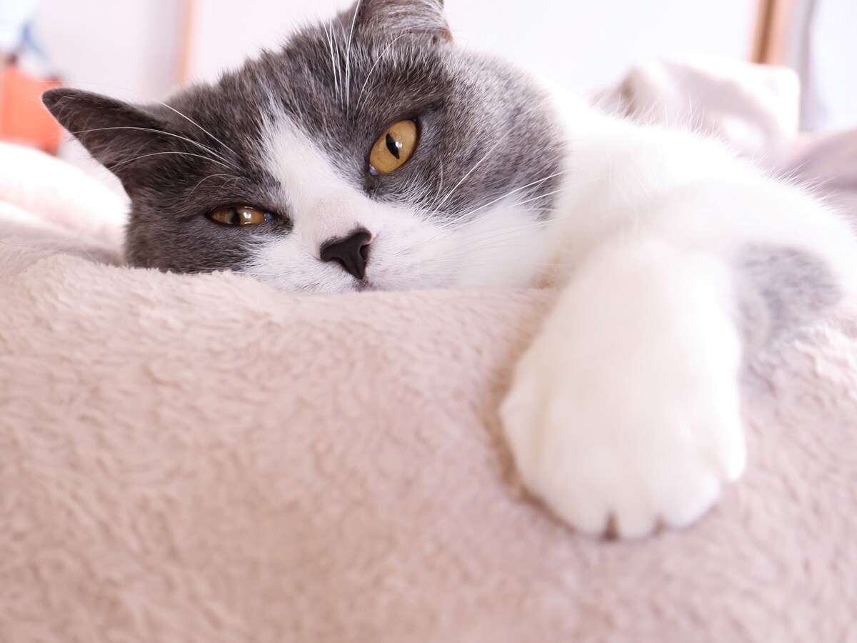 ペットを飼うと幸福度が高まる？