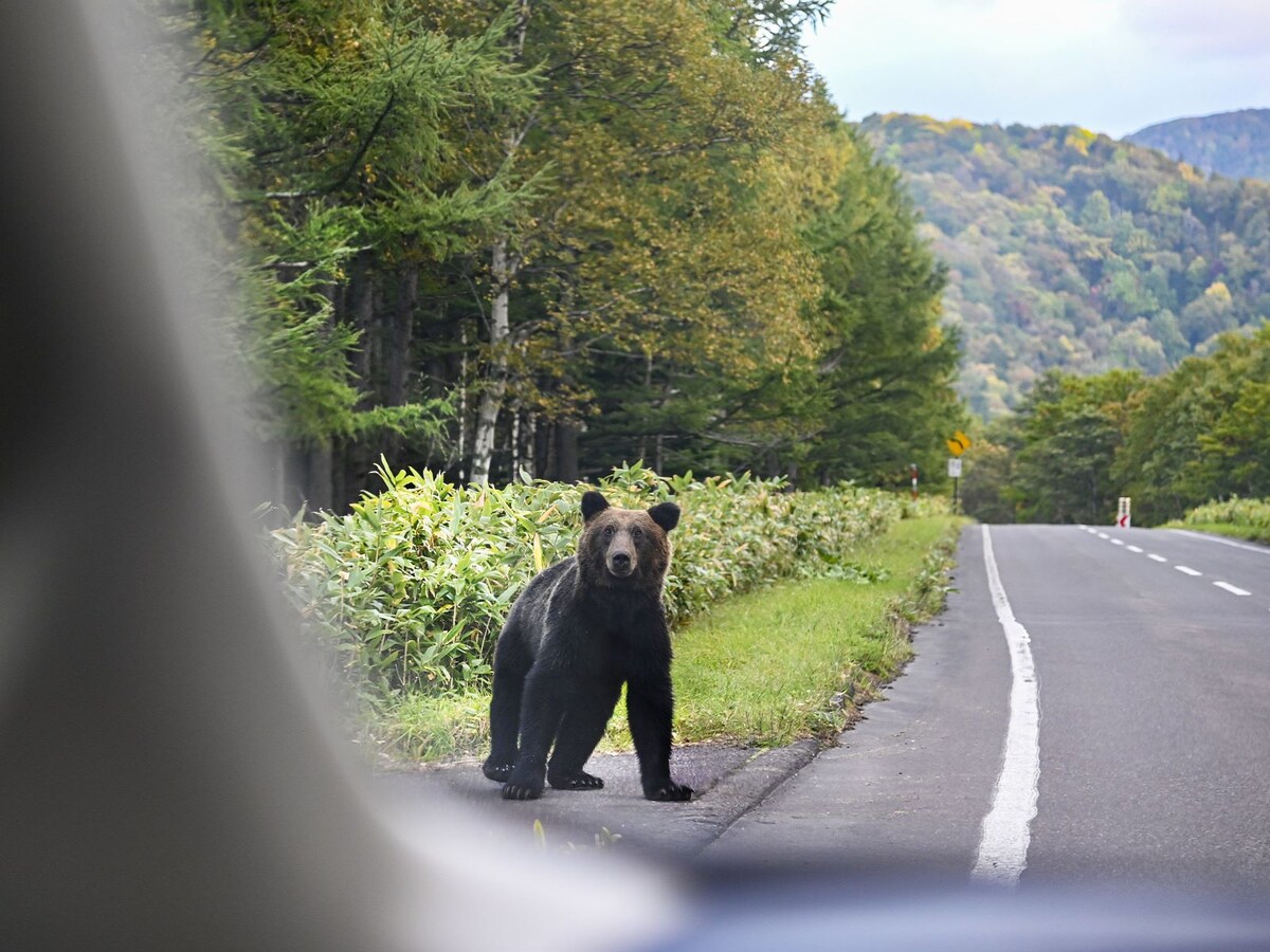 クマは時速何キロで走る？