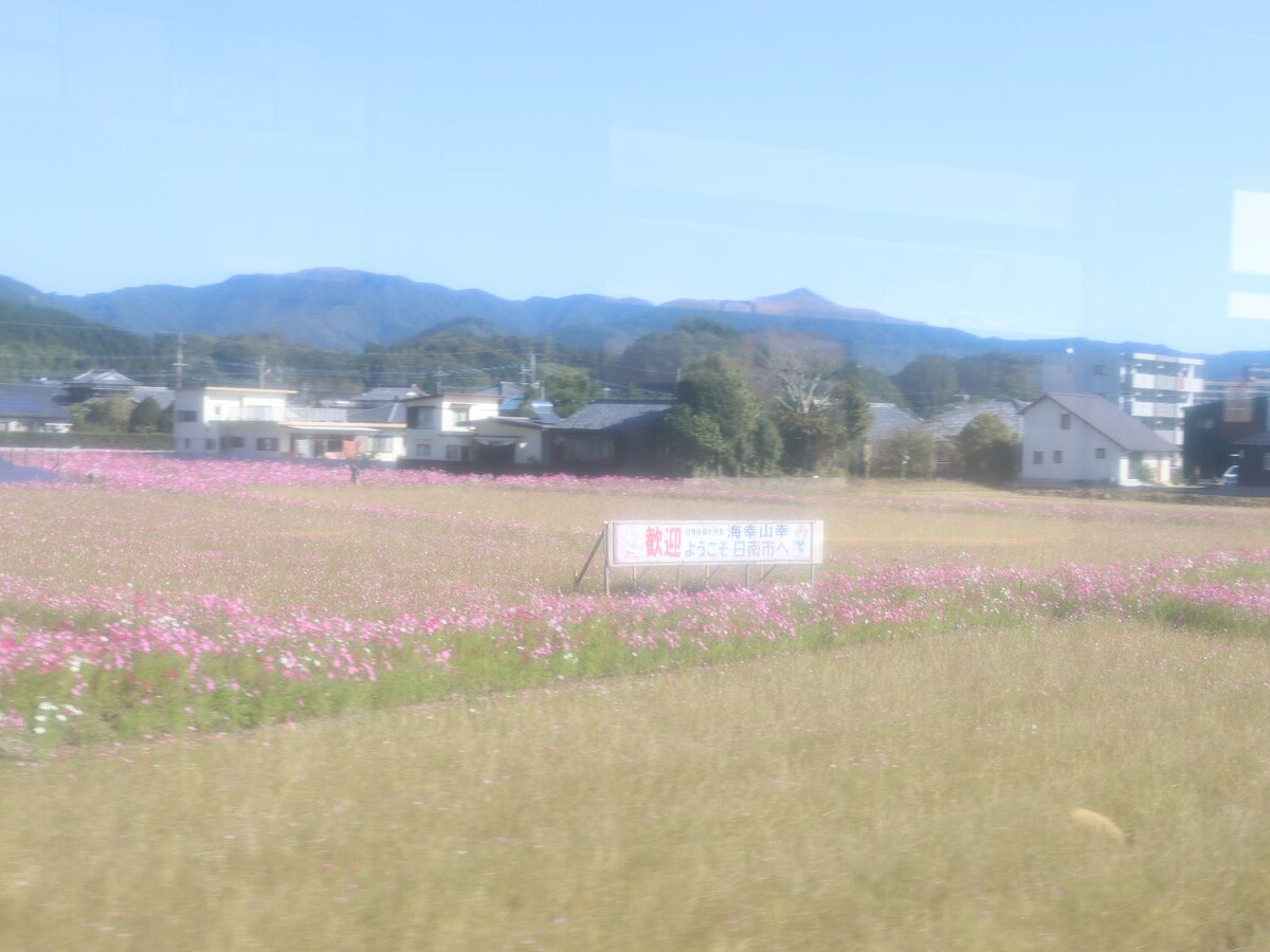 コスモス畑