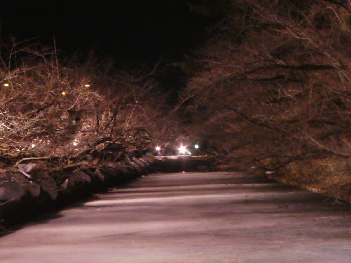 冬に咲くさくらライトアップ(12)/桜の木の枝に雪が積もっていない時