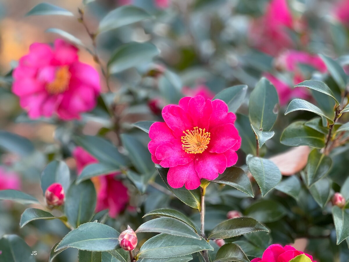 ズームレンズで135ミリ、F2.8で撮影。背景がボケて写っている