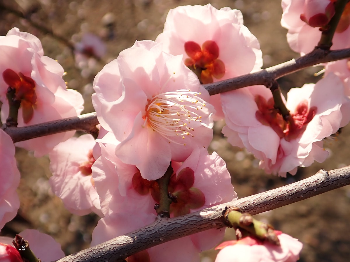 「主役」の花を決めて撮影した例
