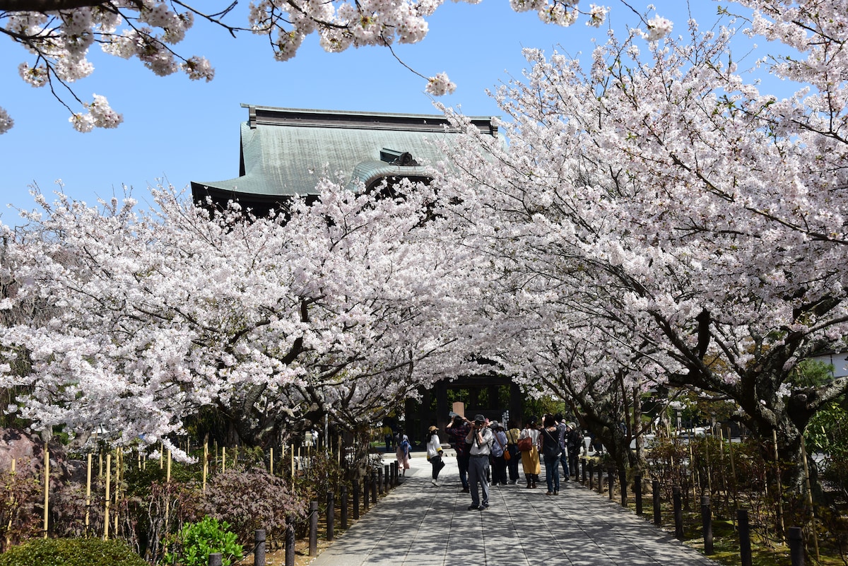 建長寺参道の桜と三門（山門）