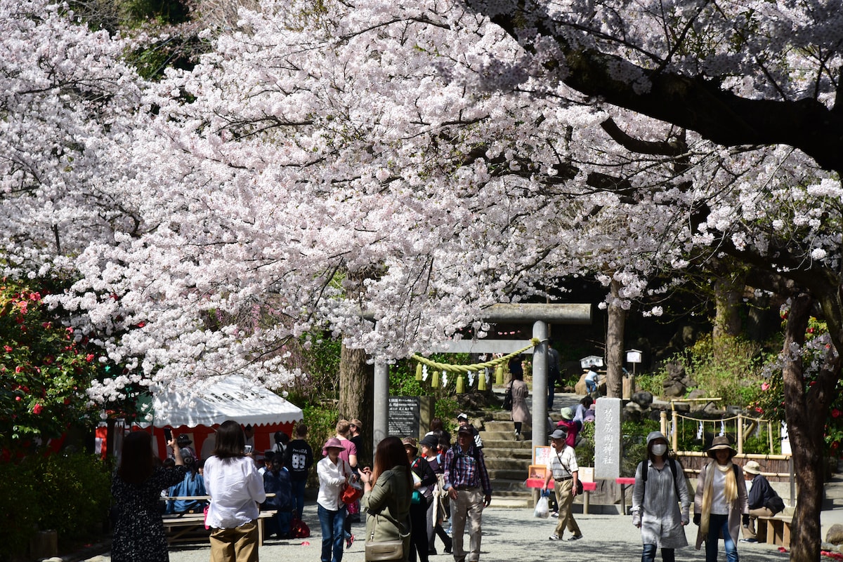 源氏山公園の桜。写真は源氏山にまつられている葛原岡神社の参道