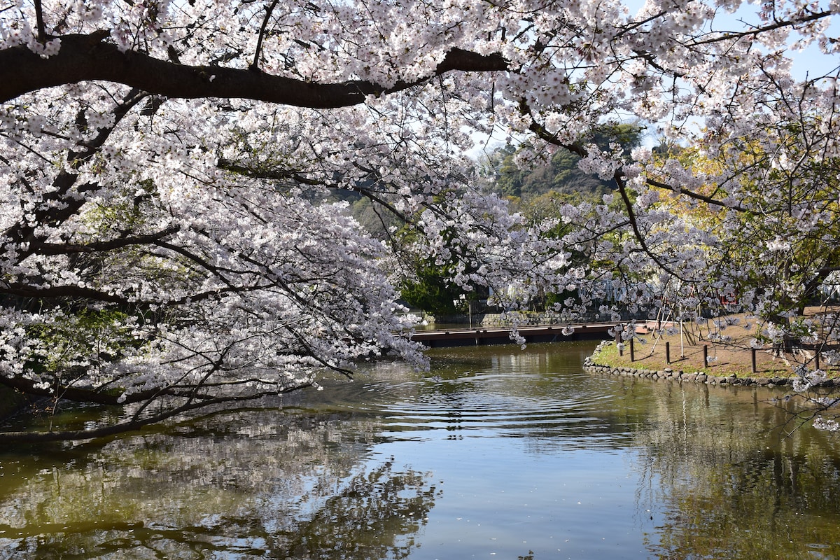 源氏池のほとりに咲く桜