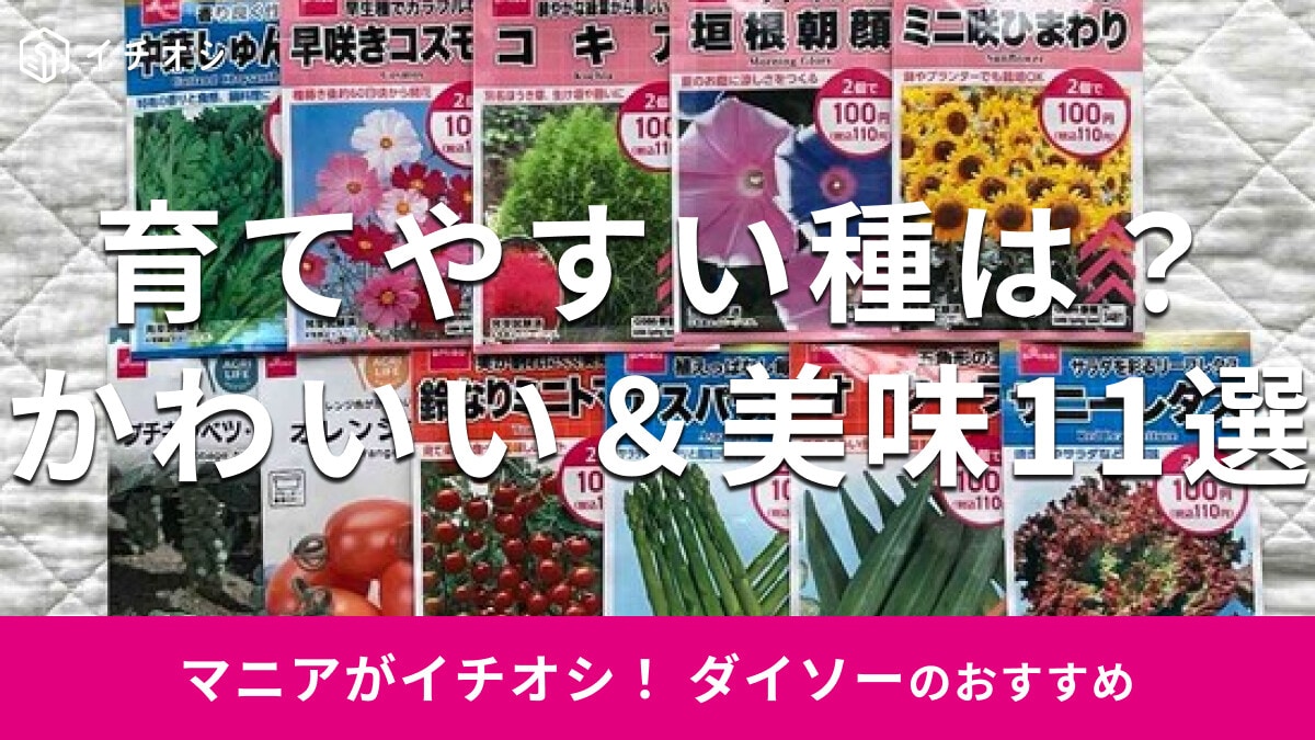 【ダイソー】種はちゃんと育つ？ 野菜・花・ハーブの種2026年版一覧表＆おすすめの種類・評判も